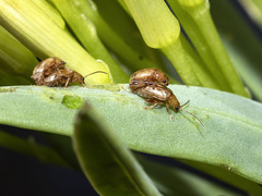 Longitarsus kleiniiperda