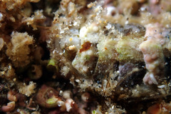 Craspedoplax variabilis