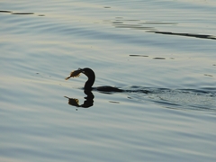 Platichthys stellatus