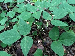 Hylodesmum pauciflorum
