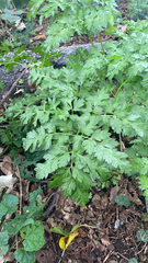 Anthriscus sylvestris