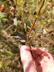 Hypericum punctatum