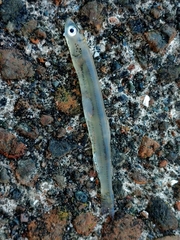 Osmeridae