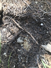 Camponotus festinatus