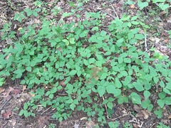 Hylodesmum pauciflorum