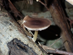 Pluteus romellii
