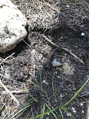 Camponotus festinatus