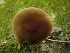 Pluteus romellii