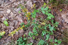 Solidago virgaurea