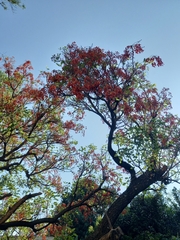 Erythrina falcata