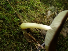 Pluteus romellii