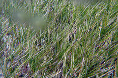 Zostera
