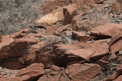 Atlantoxerus getulus