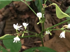 Hylodesmum pauciflorum