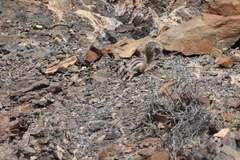 Atlantoxerus getulus