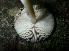 Pluteus romellii