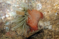 Isanemonia australis