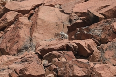 Atlantoxerus getulus