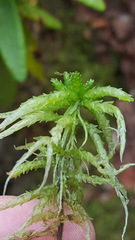 Sphagnum angustifolium