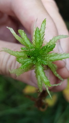 Sphagnum angustifolium