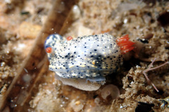 Hypselodoris saintvincentius