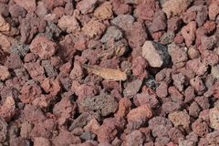 Sphingonotus rubescens