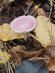 Mycena rosea