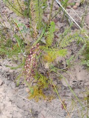 Microdon dubius
