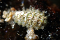 Craspedoplax variabilis