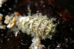 Craspedoplax variabilis