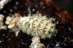 Craspedoplax variabilis