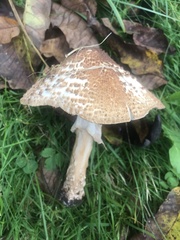 Echinoderma