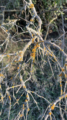 Teloschistes chrysophthalmus
