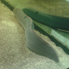 Lepidosiren paradoxa