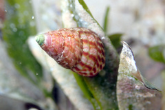 Prothalotia pulcherrima