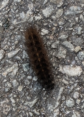 Spilosoma lubricipeda