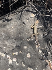 Microlophus bivittatus