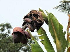 Ensete superbum
