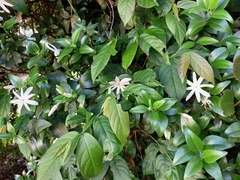 Jasminum multipartitum