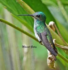 Chrysuronia oenone