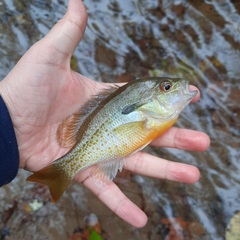 Lepomis auritus