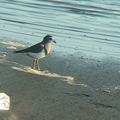 Charadrius modestus