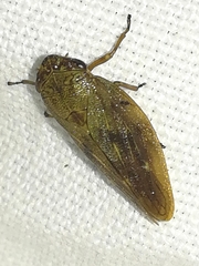 Aphrophora major