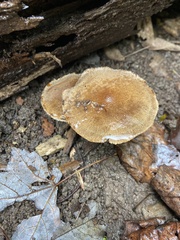 Lentinus brumalis