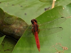 Rhodothemis rufa