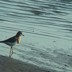Charadrius modestus