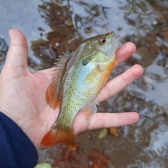 Lepomis auritus