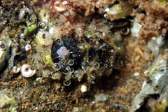 Craspedoplax variabilis