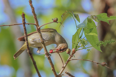 Vireo altiloquus