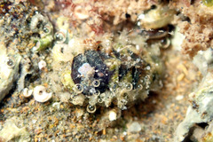 Craspedoplax variabilis